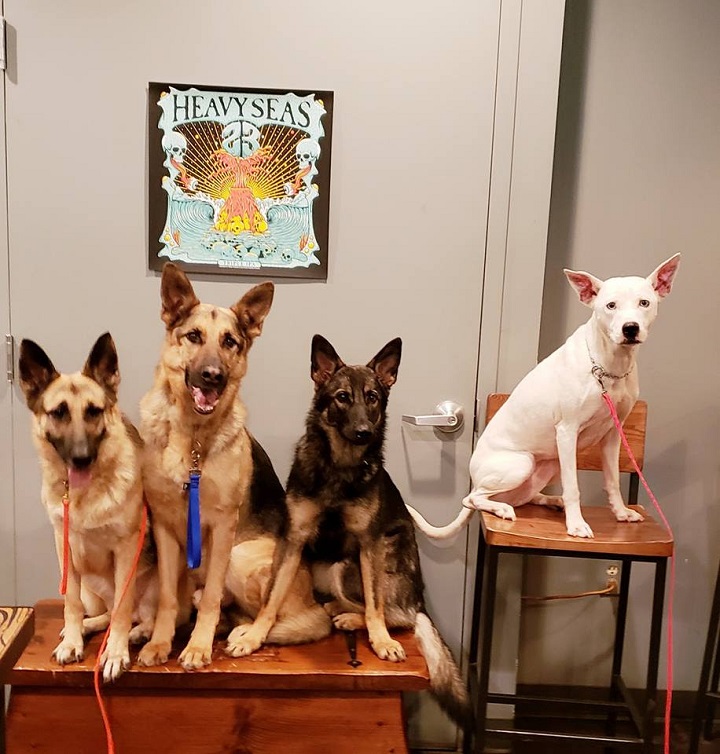 Dog pack demonstrating place at Heavy Seas Brewery